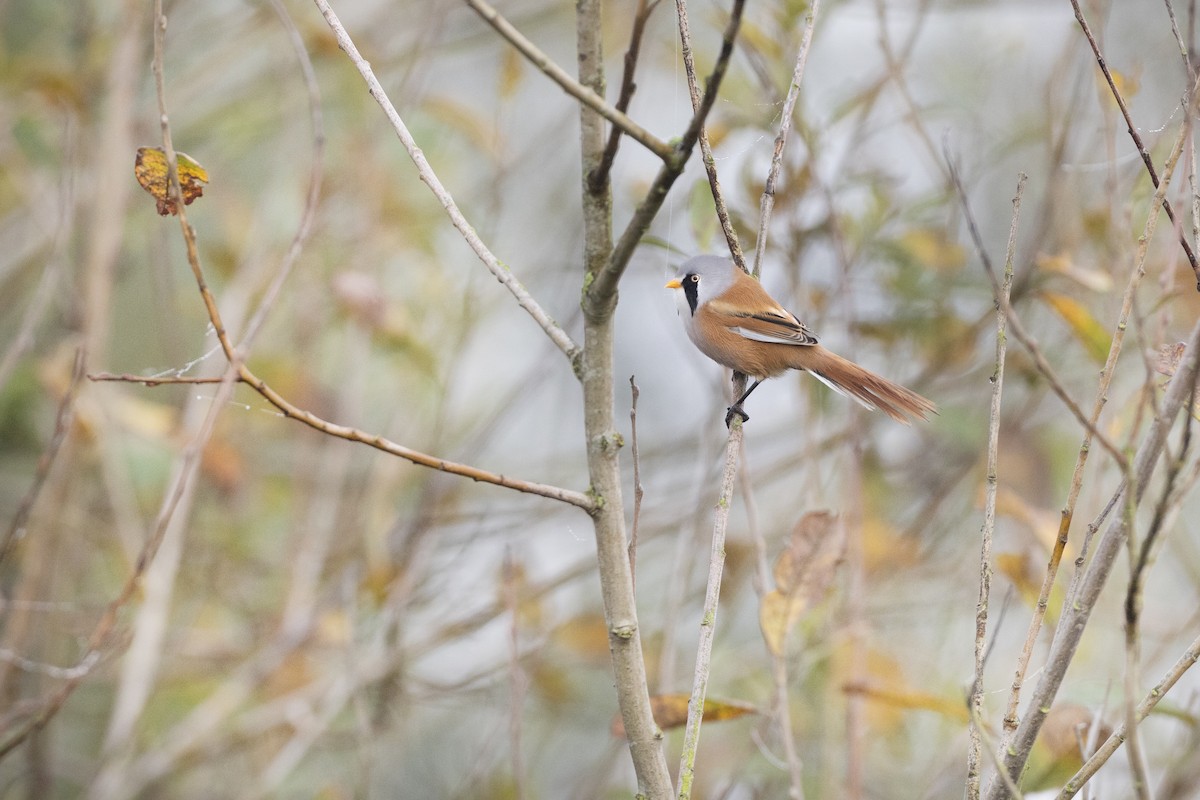 Bearded Reedling - ML610618153