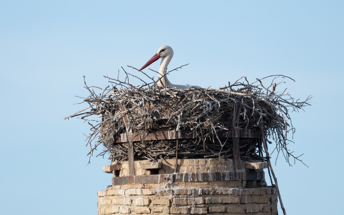 White Stork - ML610618190