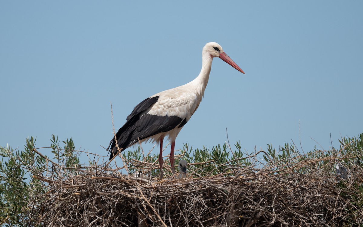 White Stork - ML610618219