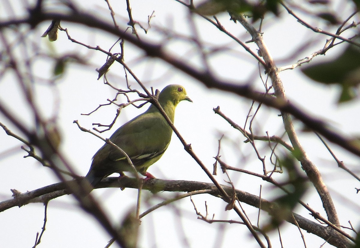 Pink-necked Green-Pigeon - ML610618262