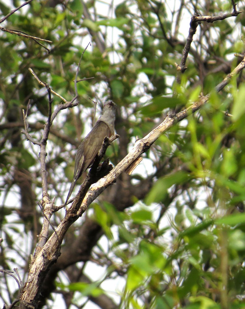 Plaintive Cuckoo - ML610618263