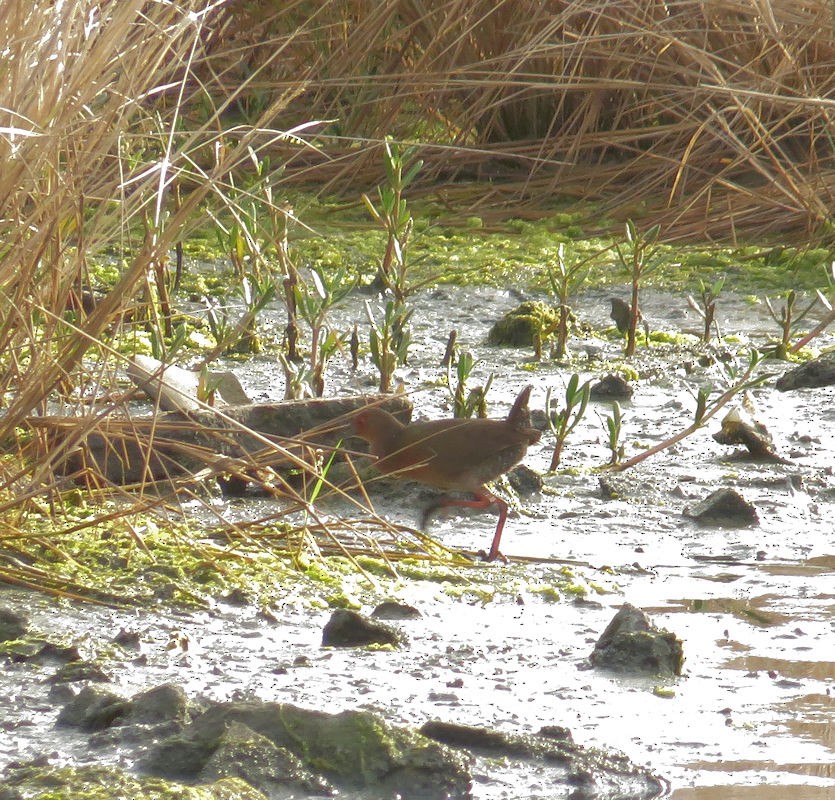Ruddy-breasted Crake - ML610618265