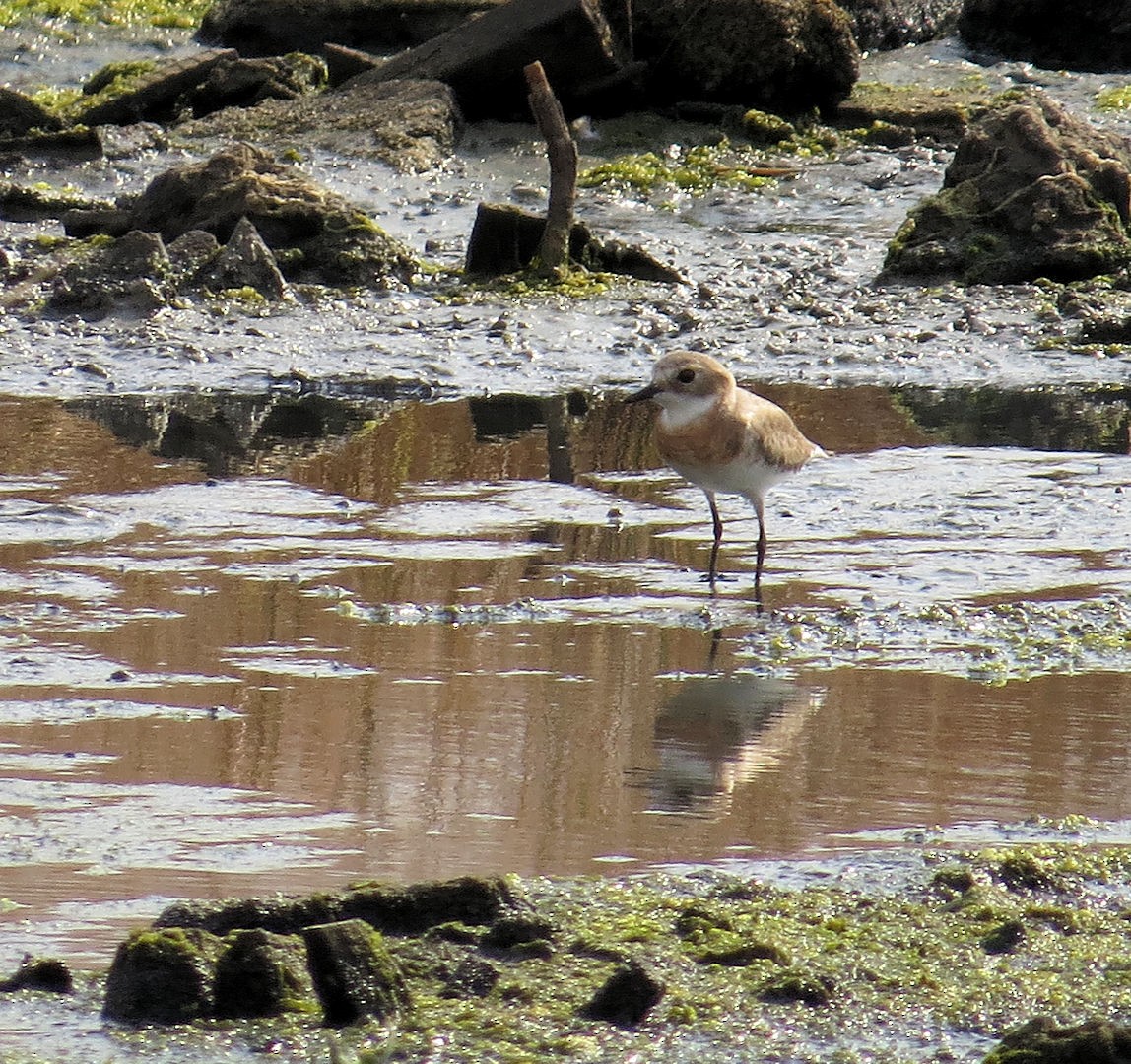 Төвд хиазат - ML610618267