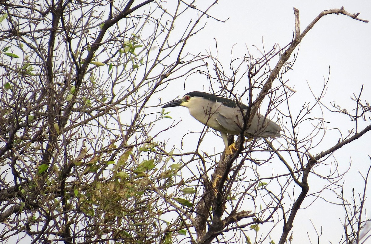 Ногоовор зашин - ML610618268