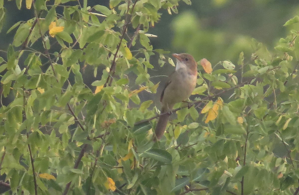 Банхар охил бялзуухай - ML610618271