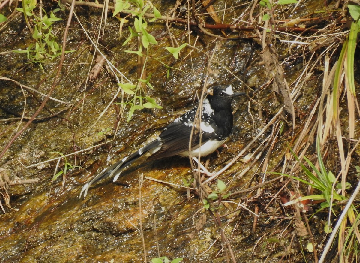 Spotted Forktail - ML610618355
