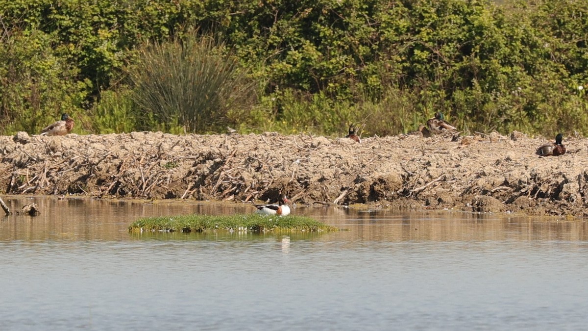 Common Shelduck - Kylie-Anne Cramsie