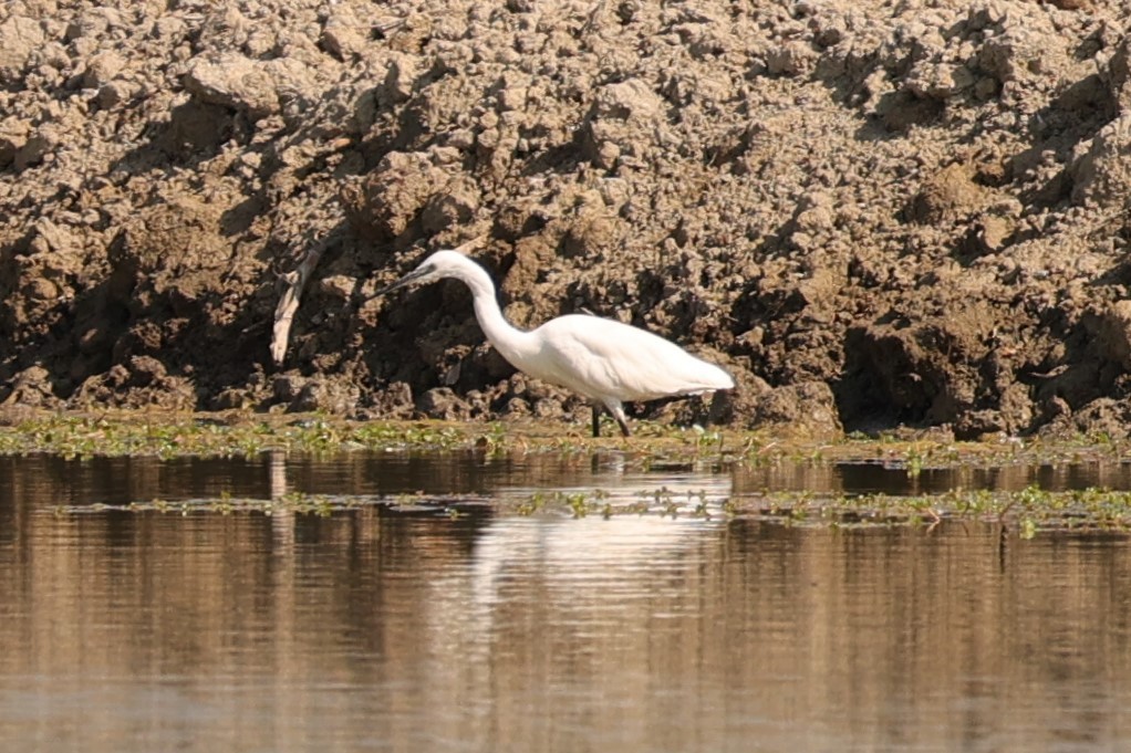 Little Egret (Western) - Kylie-Anne Cramsie