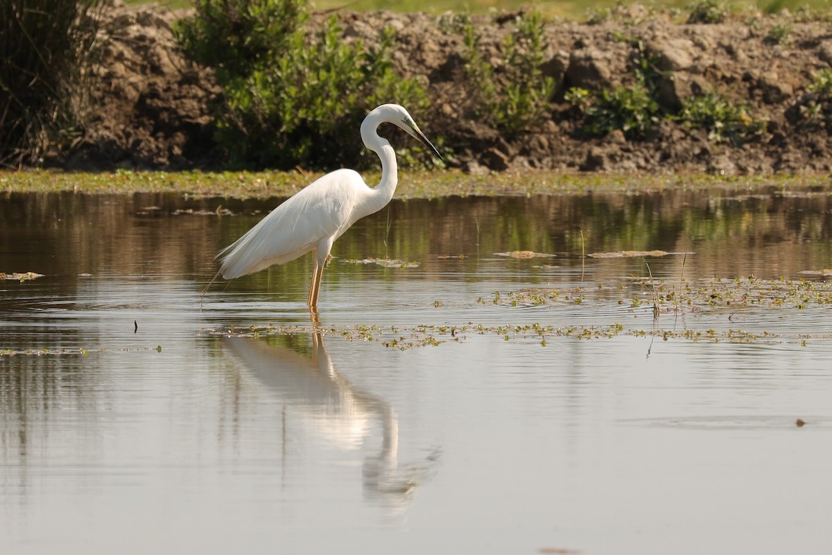 Great Egret (alba) - Kylie-Anne Cramsie