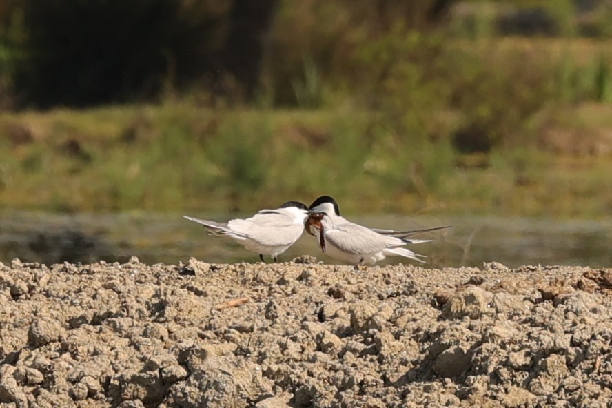 Gull-billed Tern - Kylie-Anne Cramsie