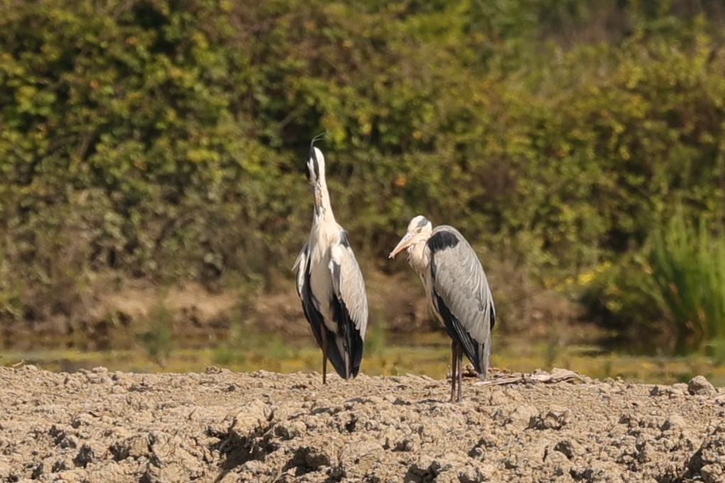 Gray Heron - Kylie-Anne Cramsie