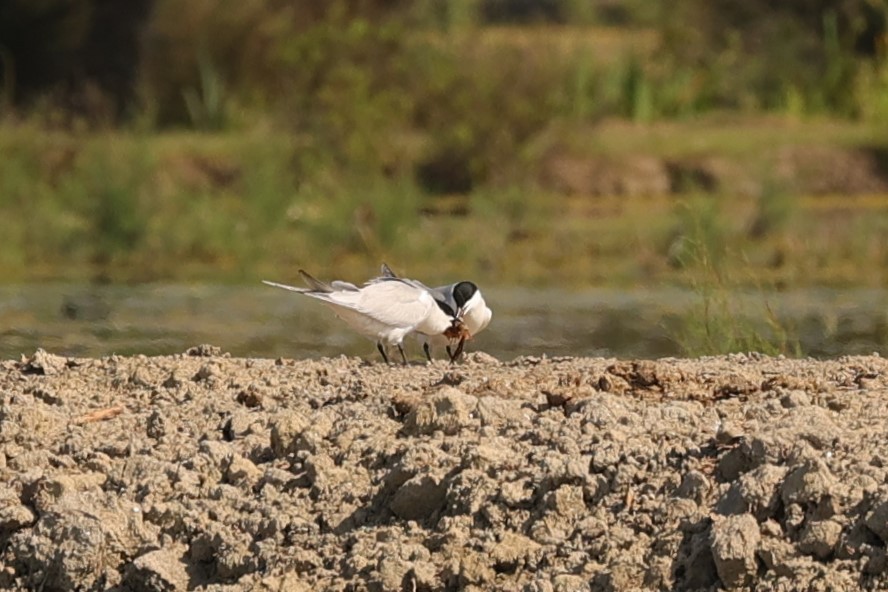 Gull-billed Tern - Kylie-Anne Cramsie