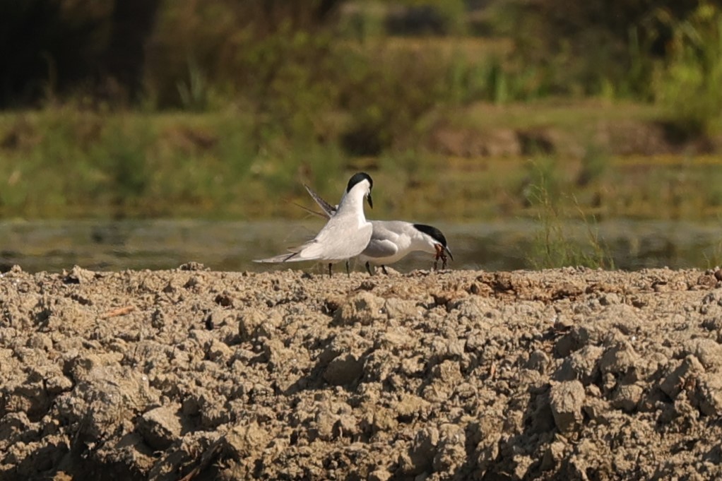 Gull-billed Tern - Kylie-Anne Cramsie