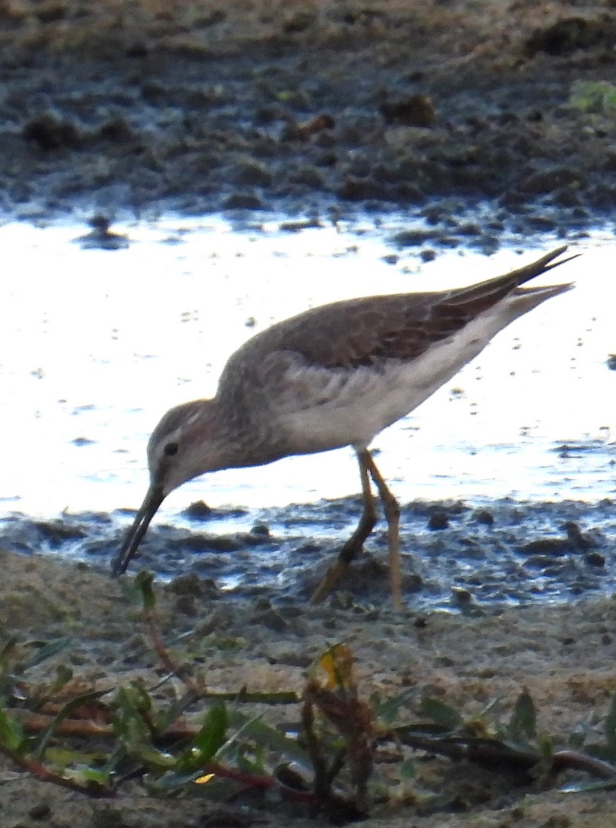 Bindenstrandläufer - ML610618629