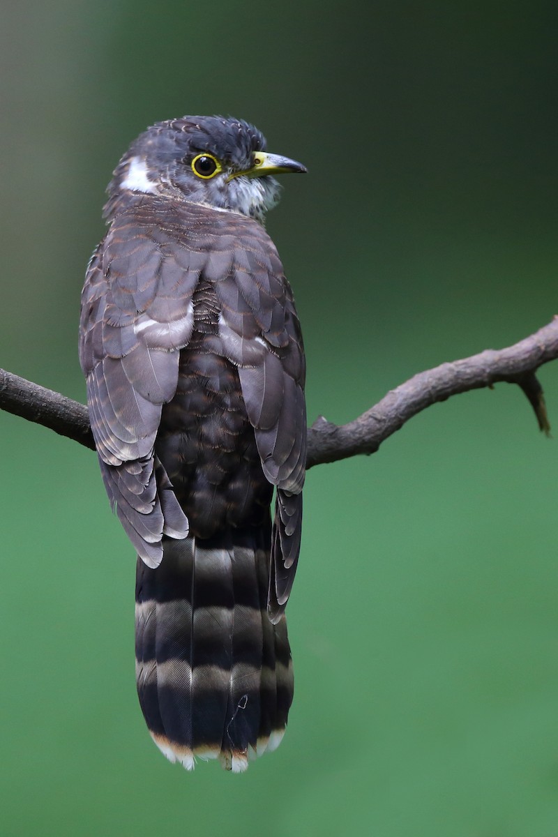 Malaysian Hawk-Cuckoo - ML610618649