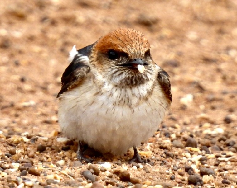 Golondrina Ariel - ML610618653