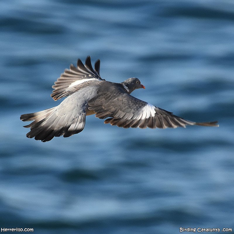 Common Wood-Pigeon - ML610618662