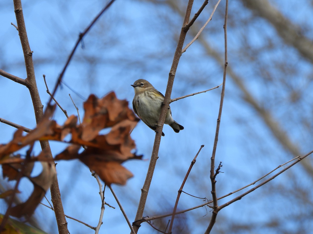 Yellow-rumped Warbler - ML610618674