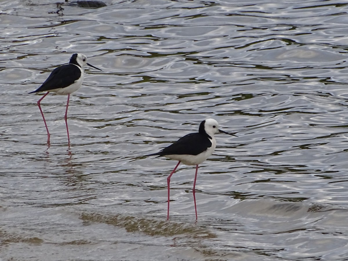 Pied Stilt - ML610618687