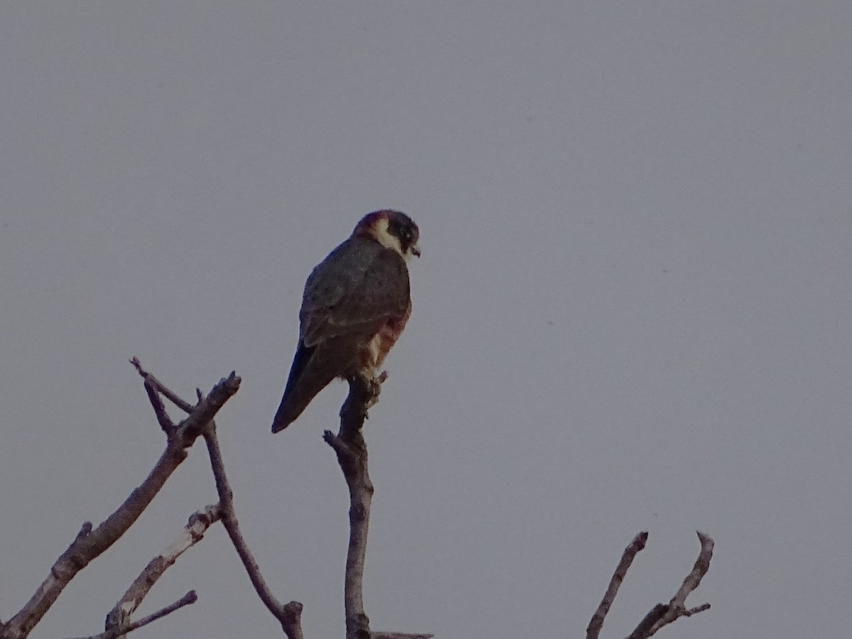 Australian Hobby - ML610618692