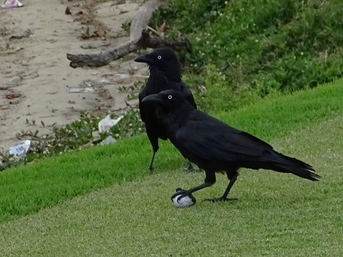 Australian Raven - ML610618693