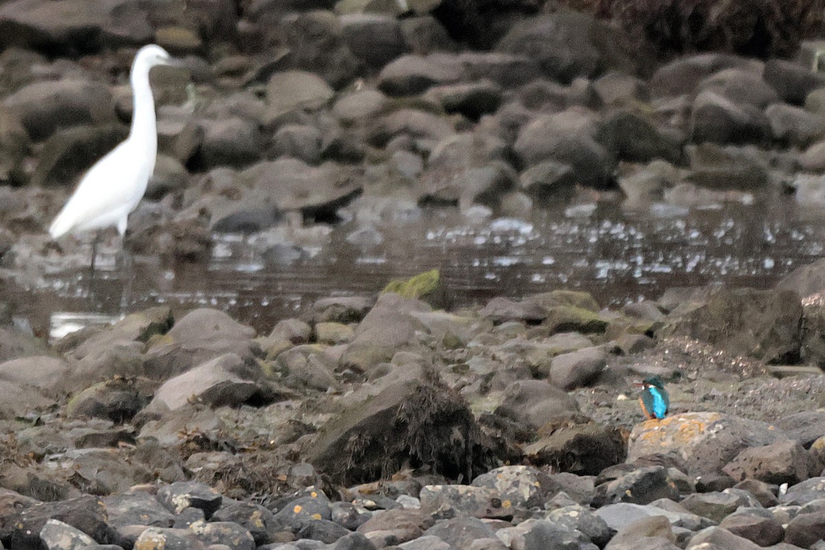 Common Kingfisher - ML610618747