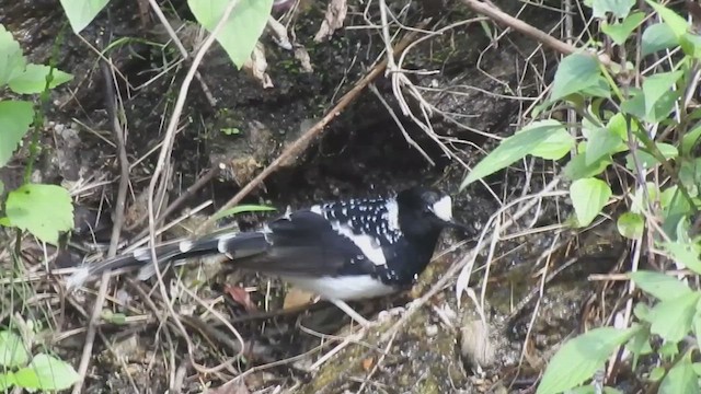 Spotted Forktail - ML610618853