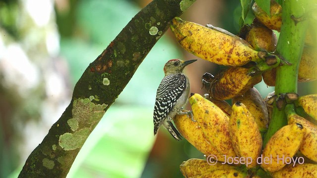 Red-crowned Woodpecker - ML610618919