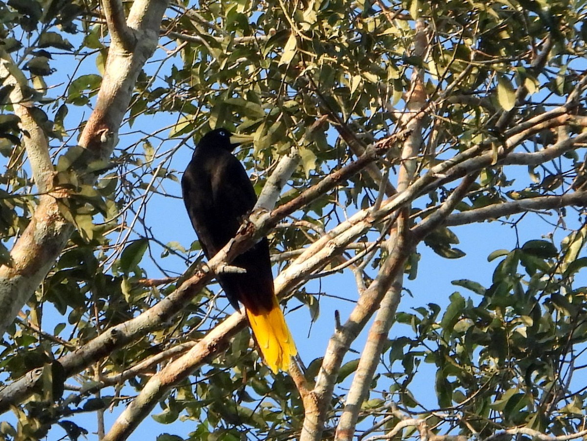 Crested Oropendola - ML610618924