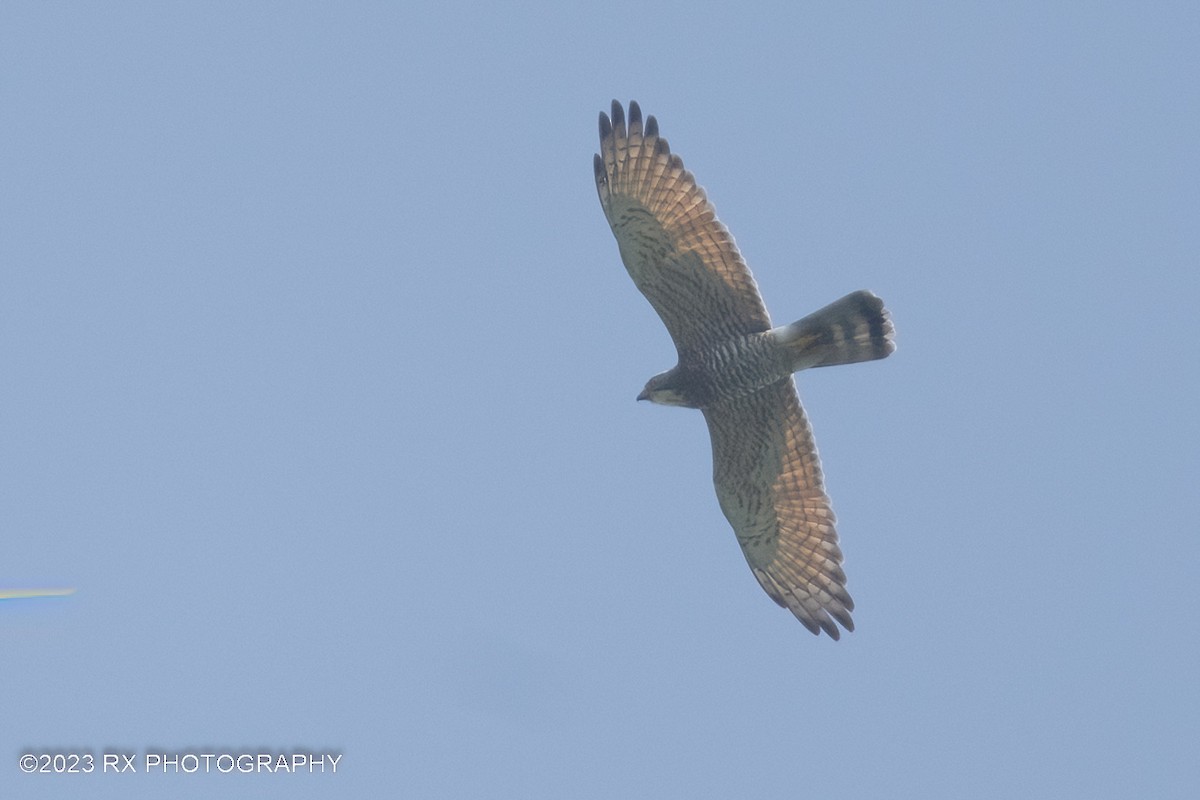 Gray-faced Buzzard - ML610618980