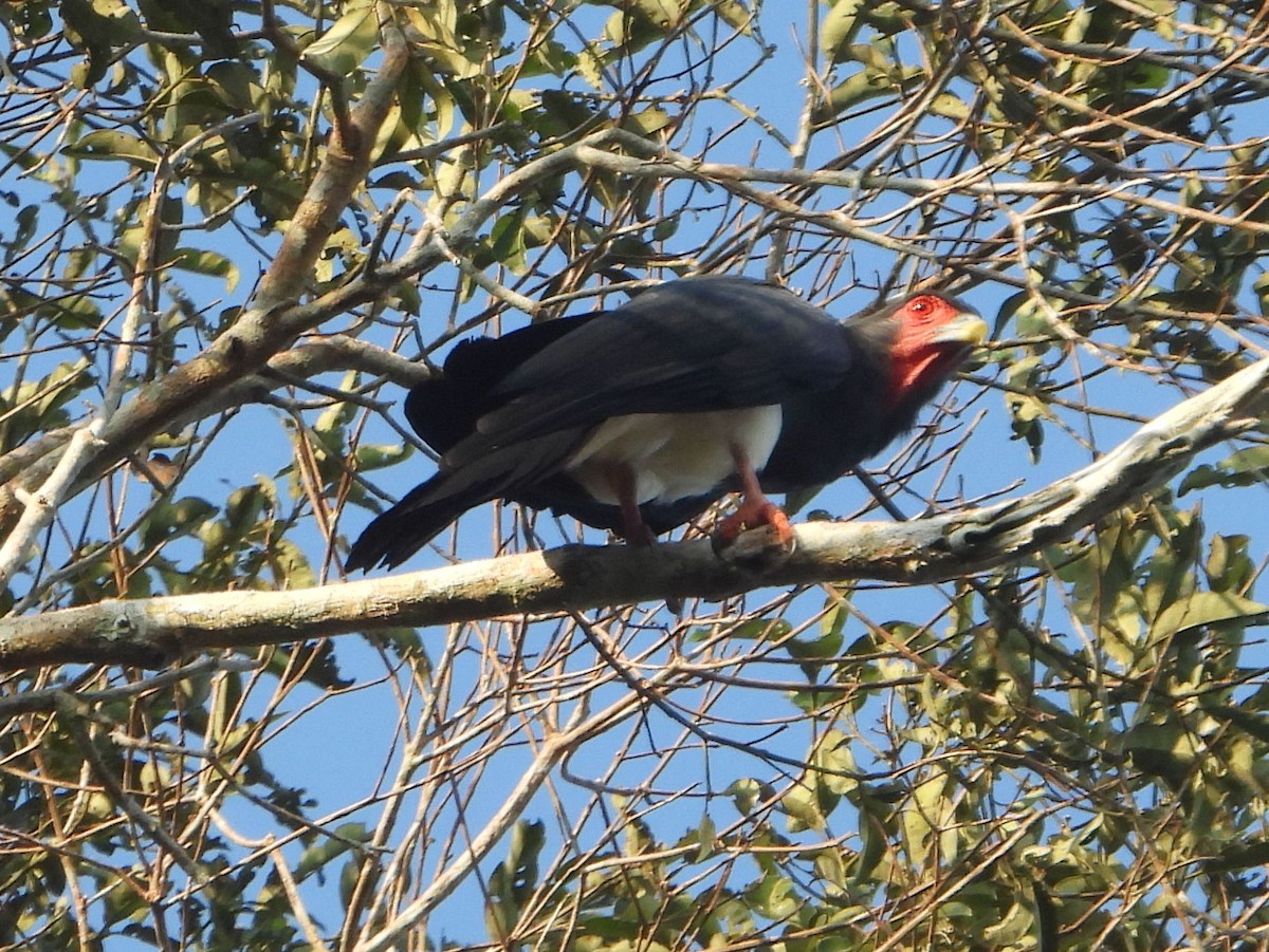 Red-throated Caracara - ML610619056