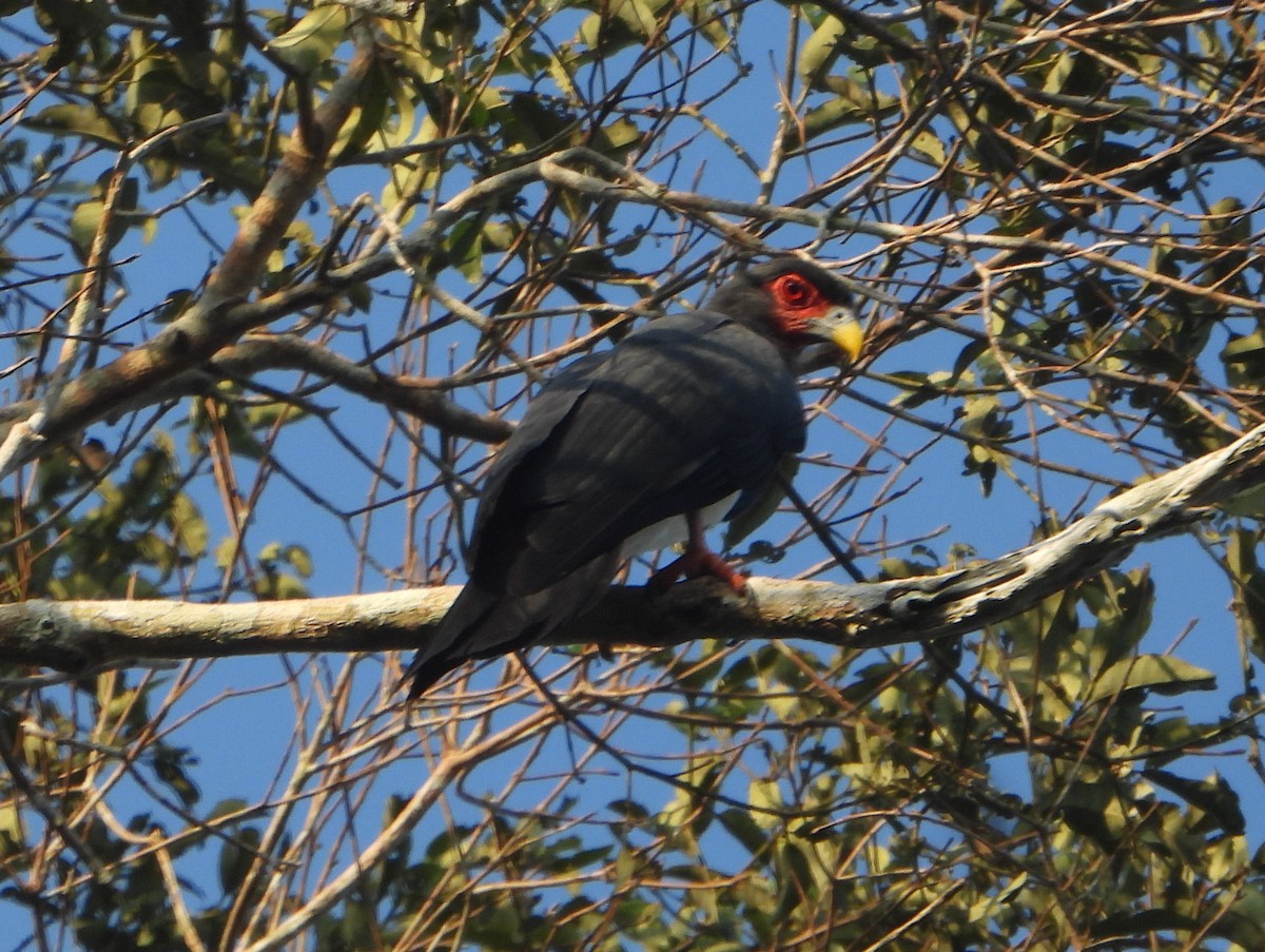 Red-throated Caracara - ML610619057
