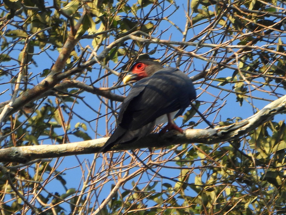 Red-throated Caracara - ML610619058