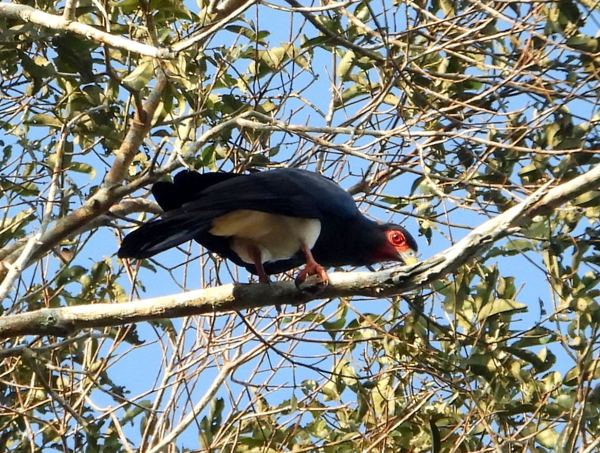 Red-throated Caracara - ML610619097