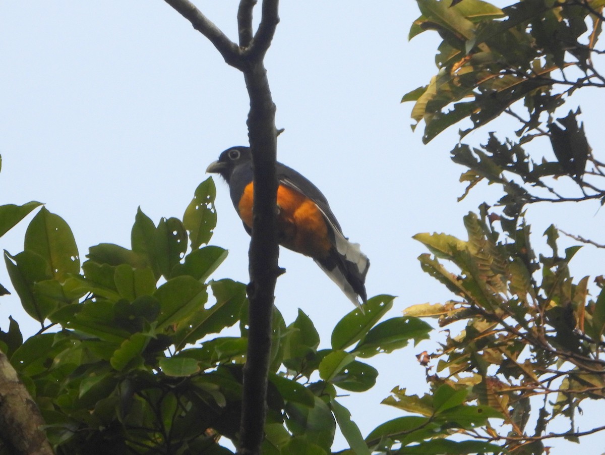 Green-backed Trogon - ML610619107
