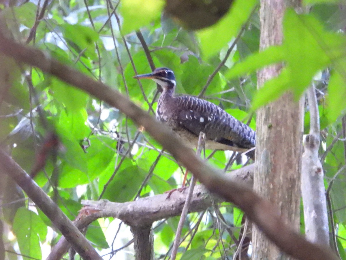 Sunbittern (Amazonian) - ML610619146