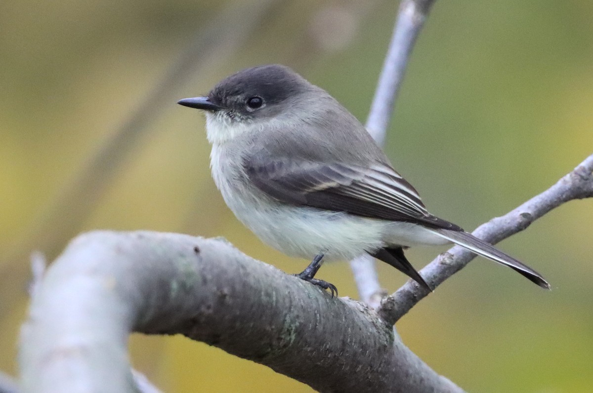 Eastern Phoebe - ML610619172