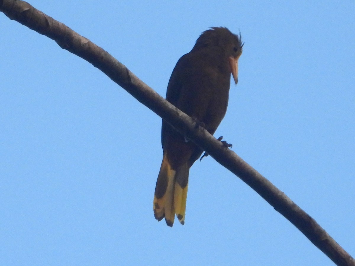 Crested Oropendola - ML610619255