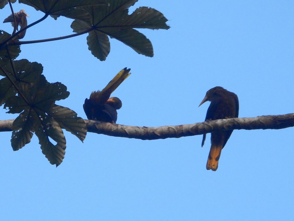 Crested Oropendola - ML610619256