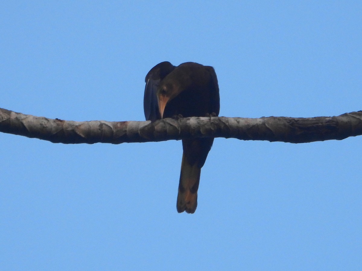 Crested Oropendola - ML610619257