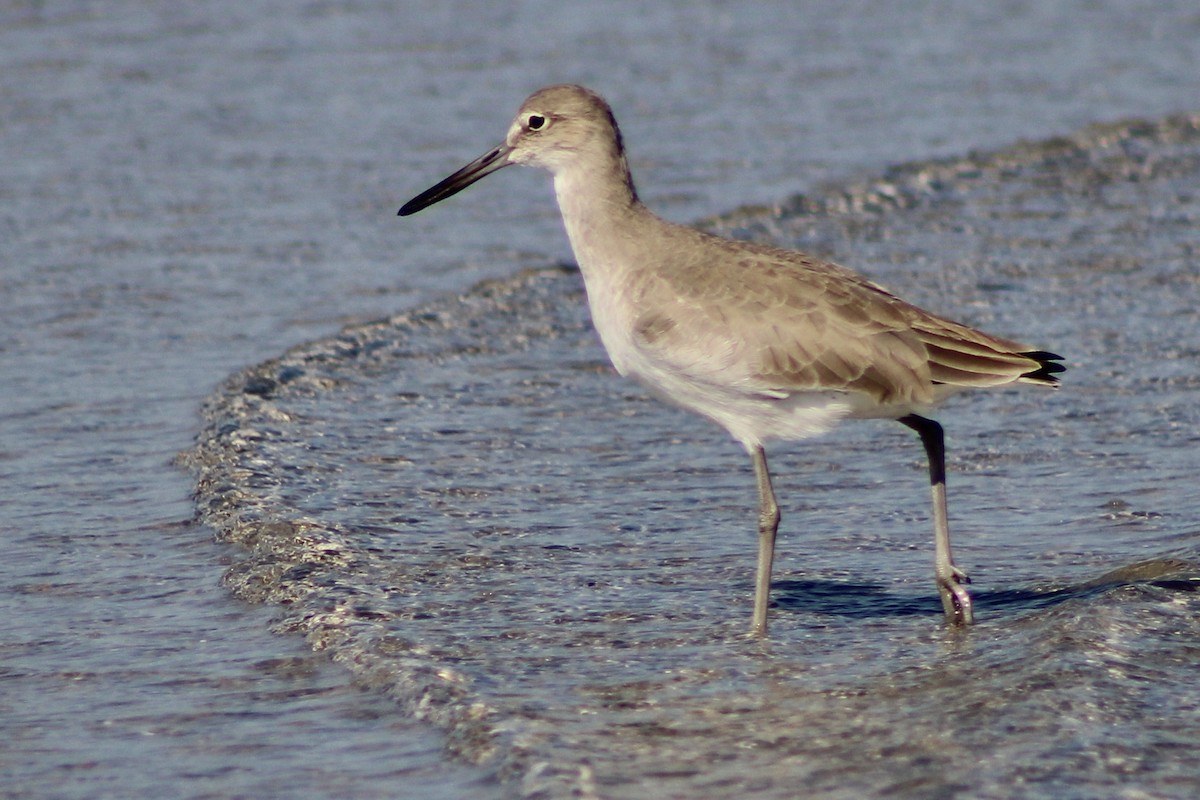 Willet - ML610619261