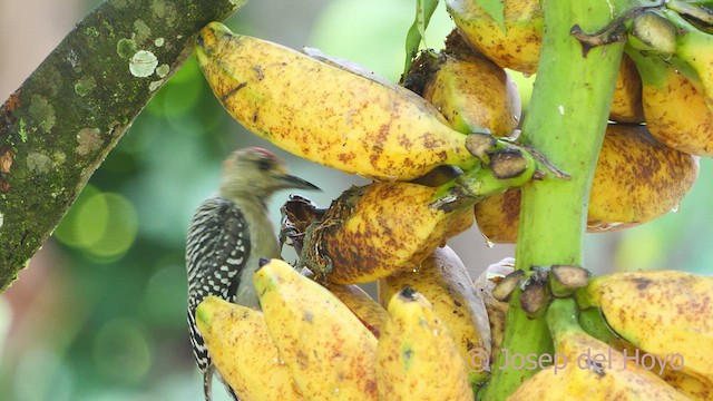 Red-crowned Woodpecker - ML610619264