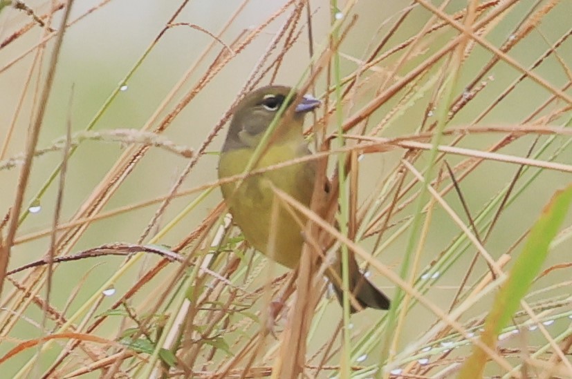 Yellow Bunting - ML610619268