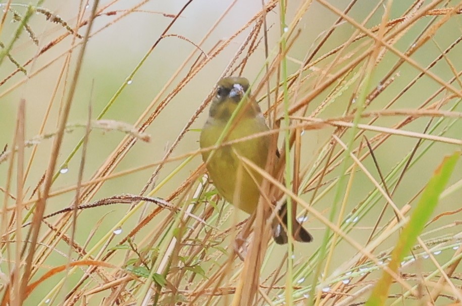 Yellow Bunting - ML610619269