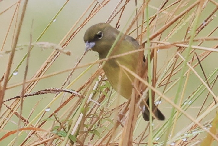 Yellow Bunting - ML610619270