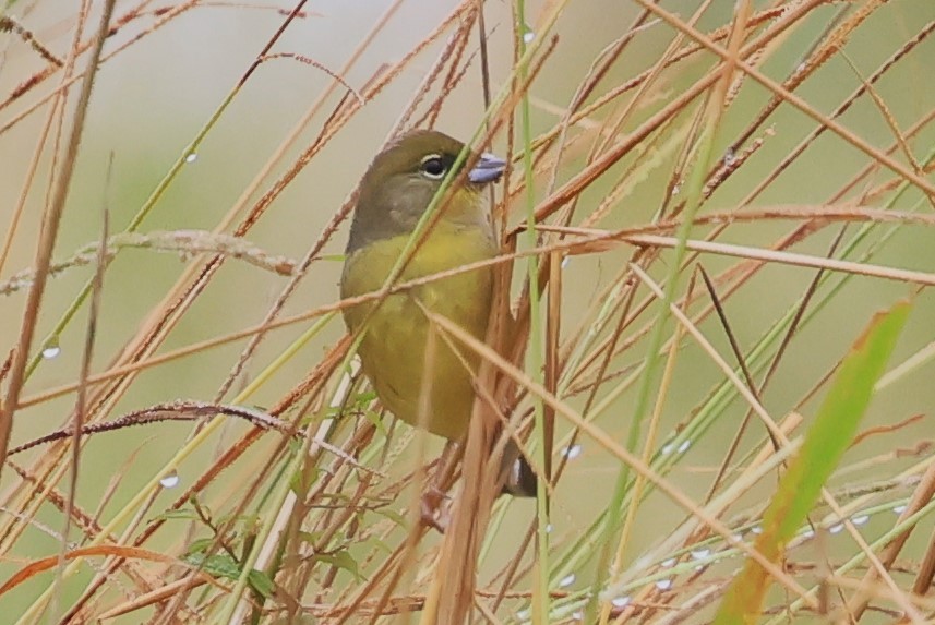 Yellow Bunting - ML610619271