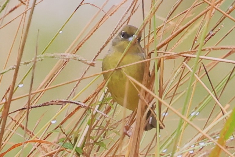 Yellow Bunting - ML610619272