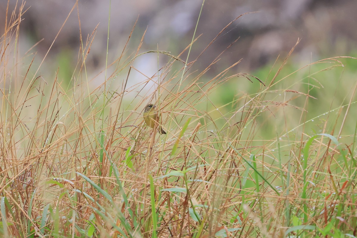 Yellow Bunting - ML610619273