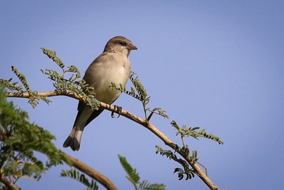 Yellow-throated Sparrow - Alan OHeron