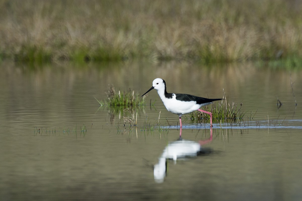 Pied Stilt - Miguel Rouco